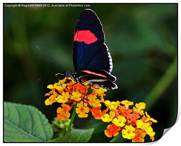 Butterfly Print by Reginald Hood