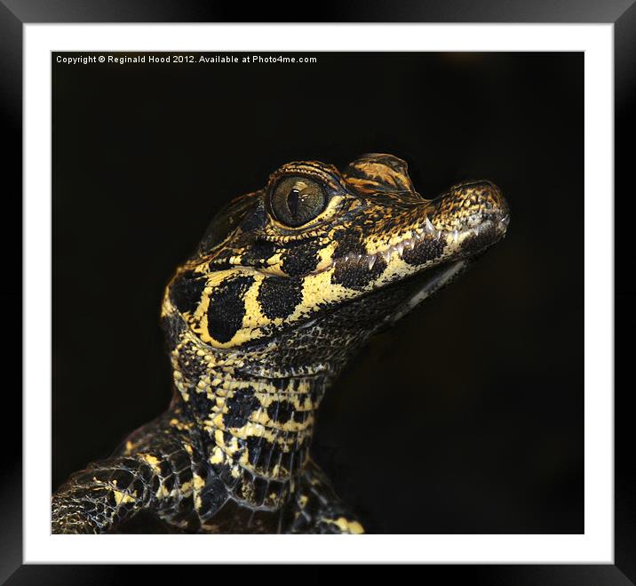 Baby Crocodile Framed Mounted Print by Reginald Hood