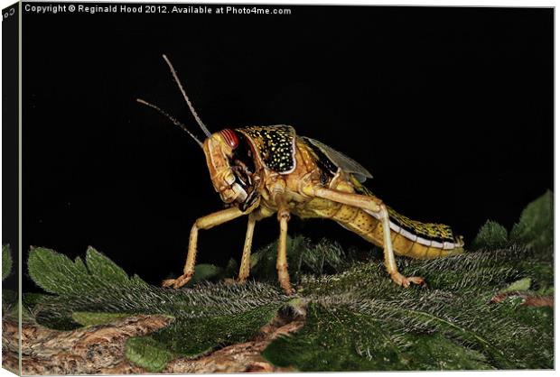 Locust Canvas Print by Reginald Hood