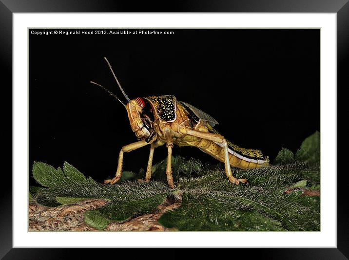 Locust Framed Mounted Print by Reginald Hood