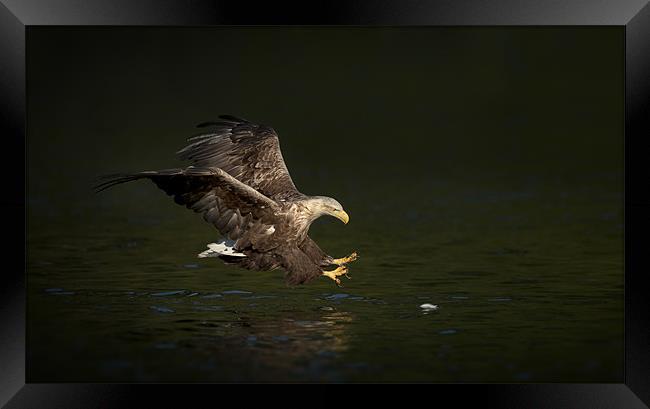 Split Second Timing Framed Print by Natures' Canvas: Wall Art  & Prints by Andy Astbury