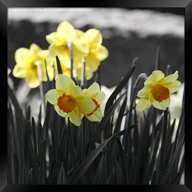 Orange trumpet daffodils (narcissus) Framed Print by Chris Turner