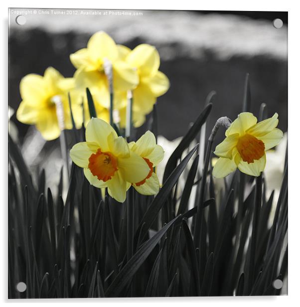 Orange trumpet daffodils (narcissus) Acrylic by Chris Turner