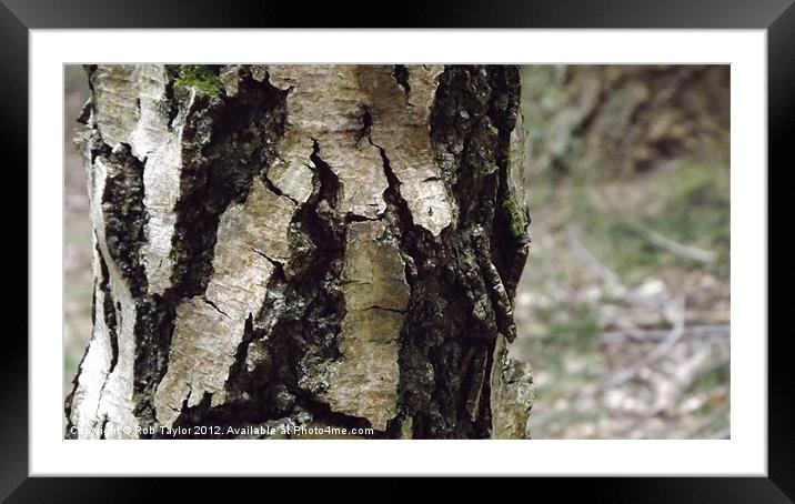 Beautiful, rustic tree... Framed Mounted Print by Rob Taylor