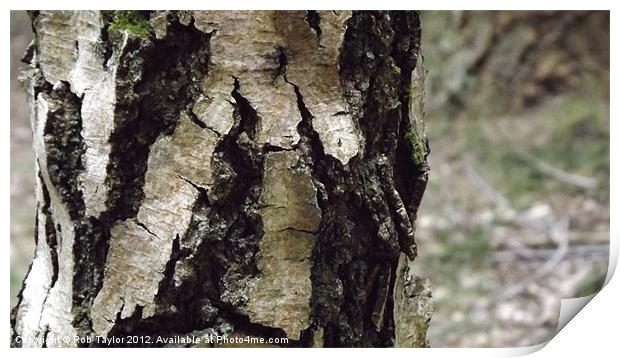 Beautiful, rustic tree... Print by Rob Taylor