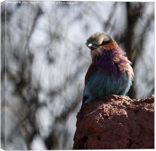 Kookaburra Canvas Print by Chris Turner