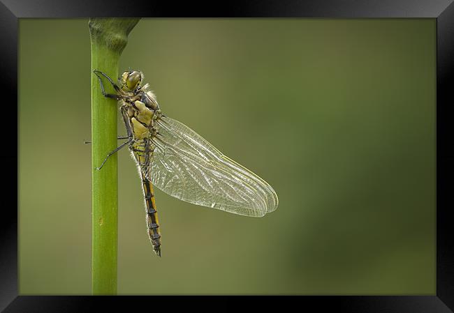Four Spotted Chaser Framed Print by Natures' Canvas: Wall Art  & Prints by Andy Astbury