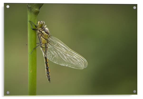 Four Spotted Chaser Acrylic by Natures' Canvas: Wall Art  & Prints by Andy Astbury