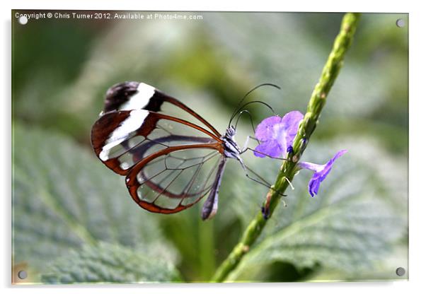 Glasswinged Butterfly Acrylic by Chris Turner