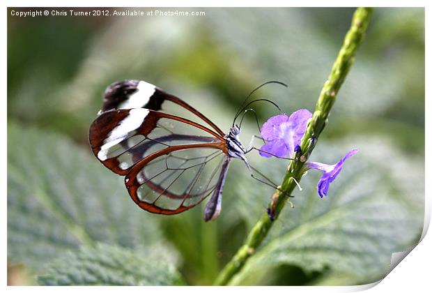 Glasswinged Butterfly Print by Chris Turner