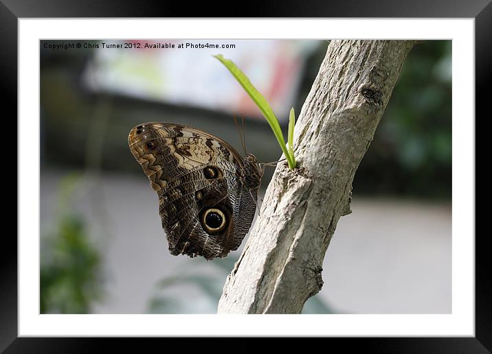 Owl eye butterfly Framed Mounted Print by Chris Turner