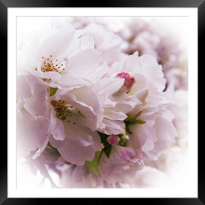 Delicate blossoms Framed Mounted Print by Sharon Lisa Clarke