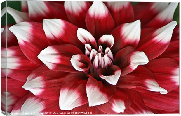Red and White Dahlia Canvas Print by Alice Gosling