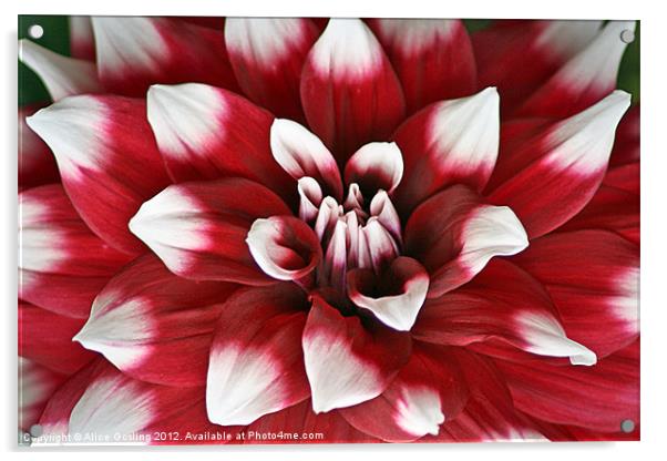 Red and White Dahlia Acrylic by Alice Gosling
