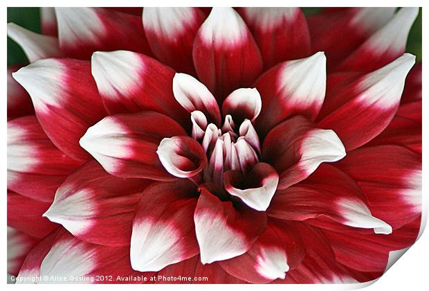 Red and White Dahlia Print by Alice Gosling