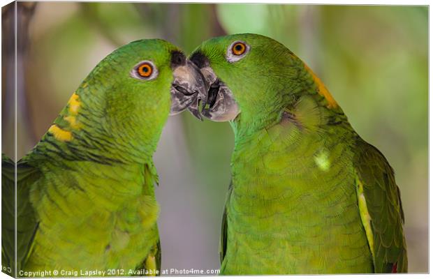 two parrots kissing Canvas Print by Craig Lapsley