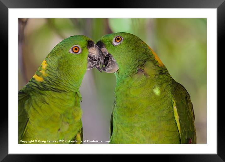 two parrots kissing Framed Mounted Print by Craig Lapsley