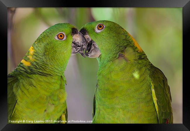 two parrots kissing Framed Print by Craig Lapsley