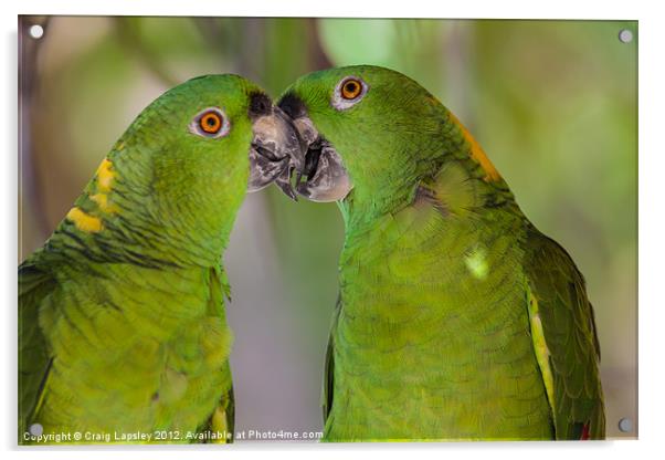 two parrots kissing Acrylic by Craig Lapsley