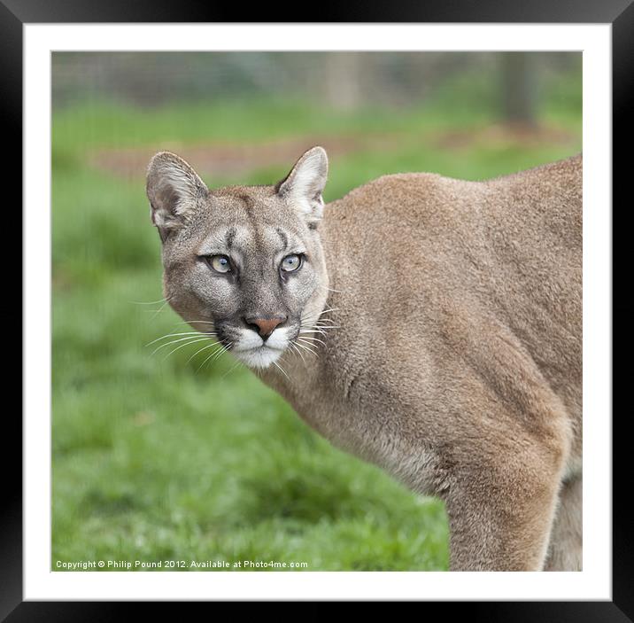 Puma Framed Mounted Print by Philip Pound