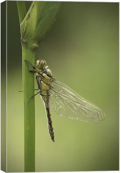 Four Spotted Chaser Canvas Print by Natures' Canvas: Wall Art  & Prints by Andy Astbury