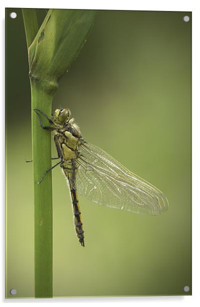 Four Spotted Chaser Acrylic by Natures' Canvas: Wall Art  & Prints by Andy Astbury