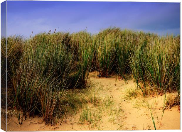 Beach Grass Canvas Print by Louise Godwin