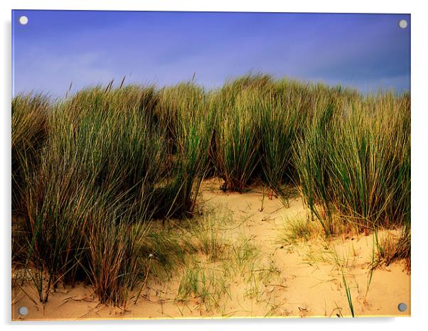 Beach Grass Acrylic by Louise Godwin
