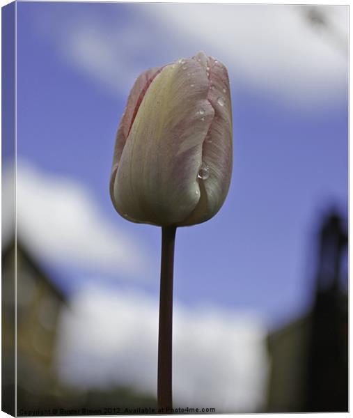Tulip From Amsterdam Canvas Print by Buster Brown