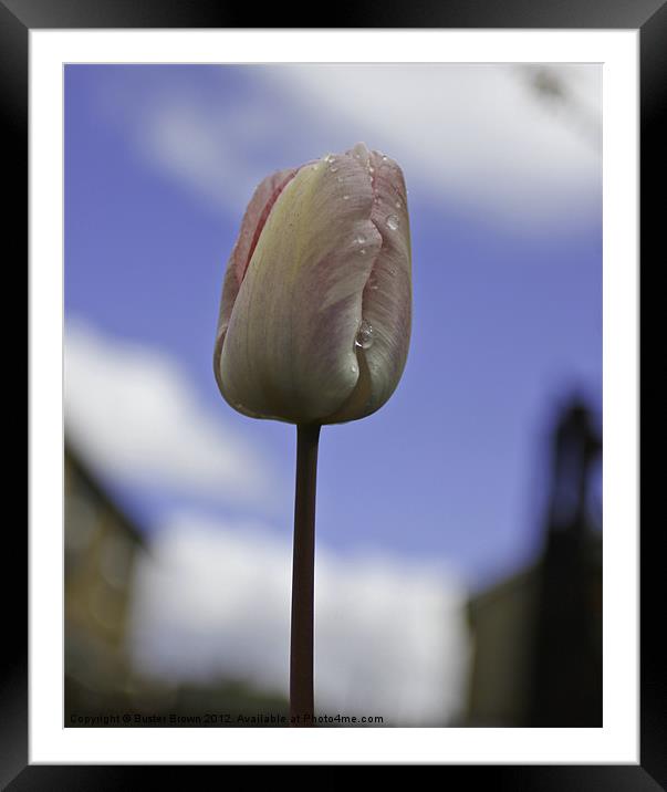 Tulip From Amsterdam Framed Mounted Print by Buster Brown
