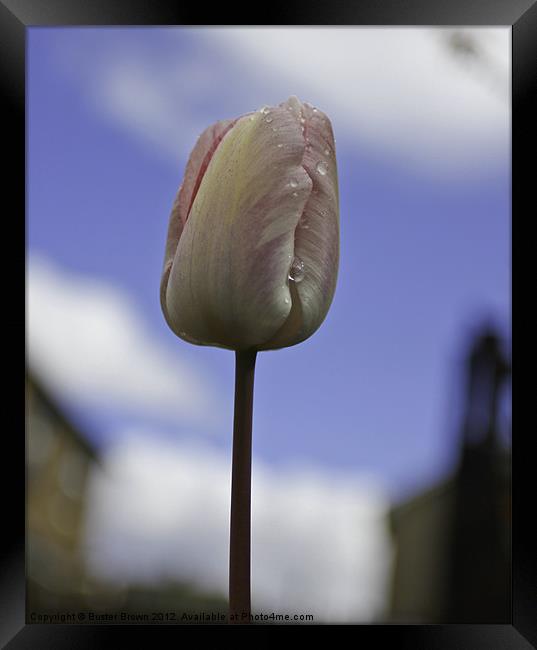 Tulip From Amsterdam Framed Print by Buster Brown