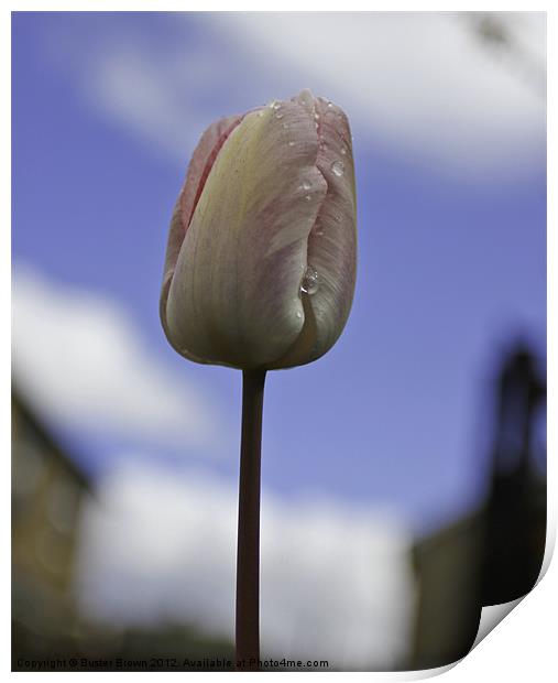 Tulip From Amsterdam Print by Buster Brown