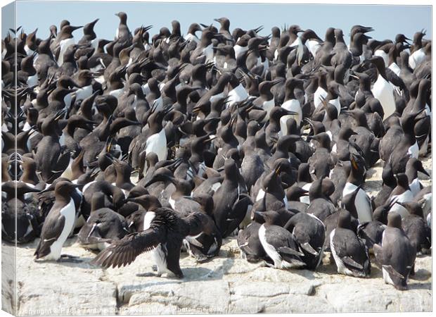 Guillemots Canvas Print by Paula Jardine