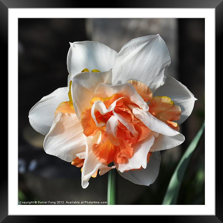 Orange and White Dafodil Framed Mounted Print by Daniel Fong
