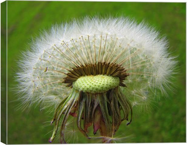 dadelion seed head Canvas Print by sue davies
