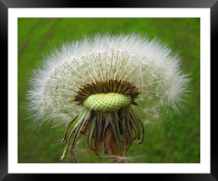 dadelion seed head Framed Mounted Print by sue davies