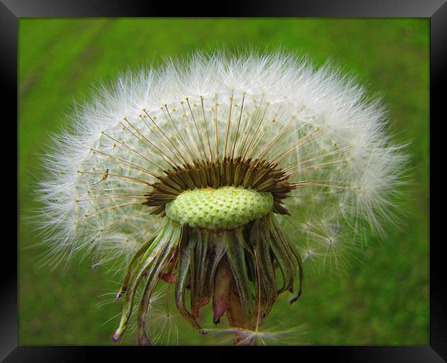 dadelion seed head Framed Print by sue davies