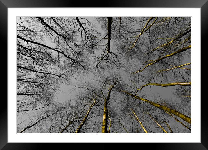 Epping Forest Trees Framed Mounted Print by David Pyatt