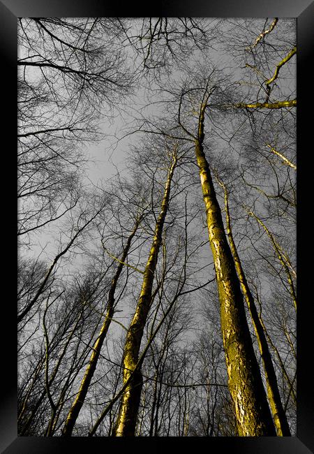 Epping Forest Trees Framed Print by David Pyatt