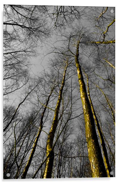Epping Forest Trees Acrylic by David Pyatt