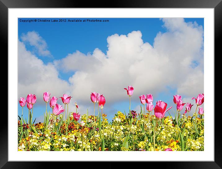 Field of Flowers Framed Mounted Print by Christine Lake