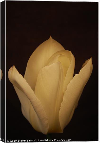 white tulip Canvas Print by kirstin price