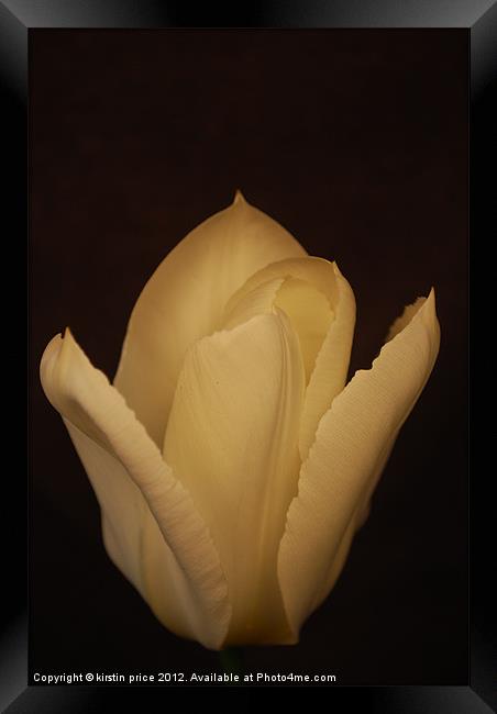 white tulip Framed Print by kirstin price