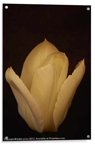 white tulip Acrylic by kirstin price
