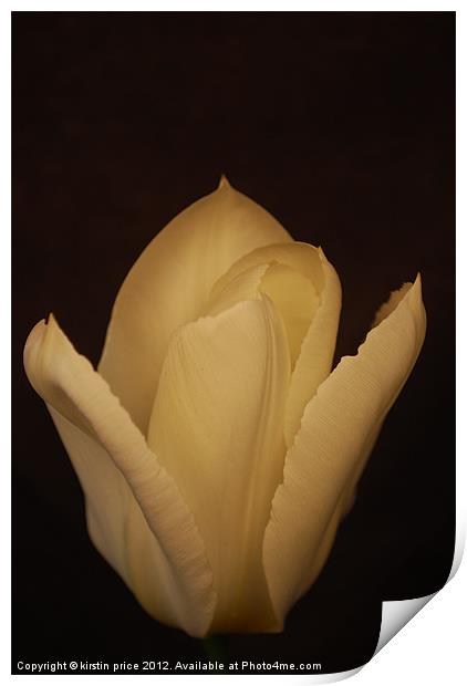 white tulip Print by kirstin price