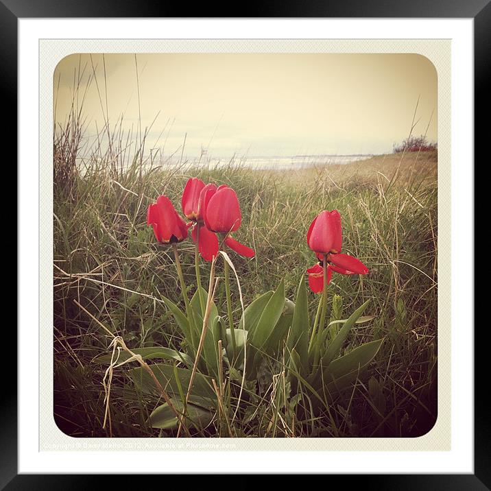 Poppies on beach Framed Mounted Print by Daisy Mellor