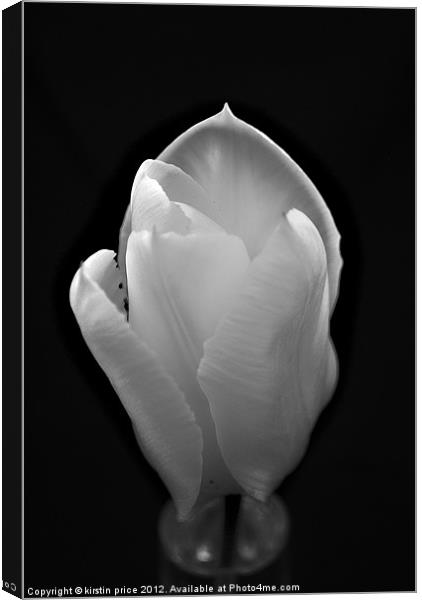 silky tulip Canvas Print by kirstin price