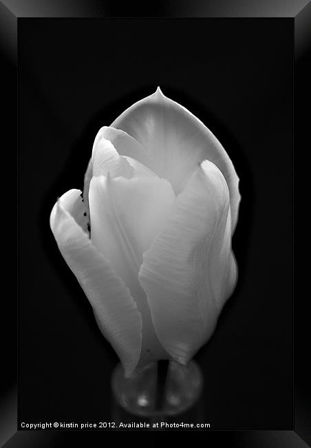 silky tulip Framed Print by kirstin price