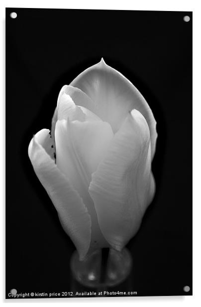 silky tulip Acrylic by kirstin price