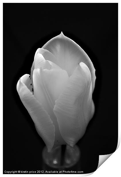 silky tulip Print by kirstin price